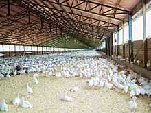 ООО «Малечкино» может быть признано банкротом