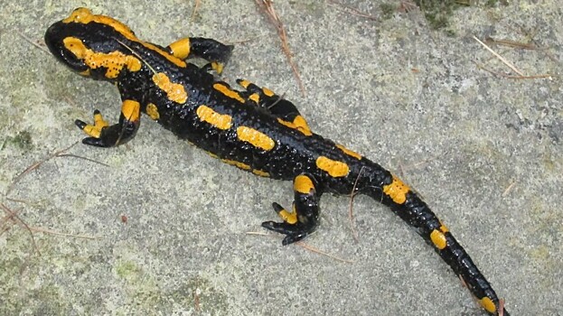 В Канаде нашли поедающее саламандр растение