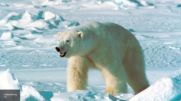 Ученые снабдят белых медведей датчиками слежения