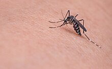 Врач Чудаков: репелленты и аромамасла помогут обезопасить себя от укусов комаров