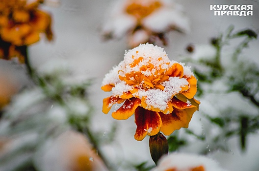 В Курской области ожидается небольшой мокрый снег