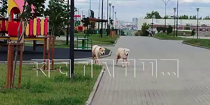 Два огромных алабая терроризируют жителей ЖК в Нижнем Новгороде