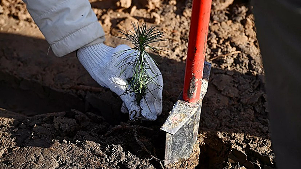 В Тверской области высадили около 3,5 млн деревьев в рамках акции «Сад памяти»