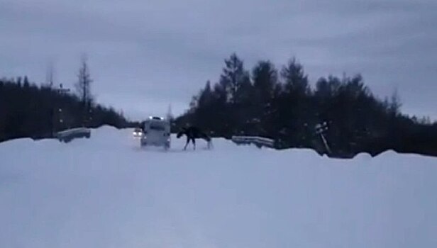 Заблокировавший дорогу лось атаковал полицейских на Колыме