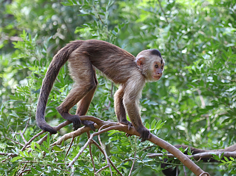 В Индии обезьяна похитила 2-летнего ребенка и отказывалась его отдавать