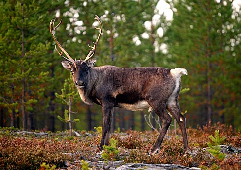 &laquo;Варварство&raquo;: Госдума осудила власти Норвегии из-за убийства оленей