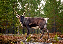 В Госдуме осудили власти Норвегии из-за убийства оленей