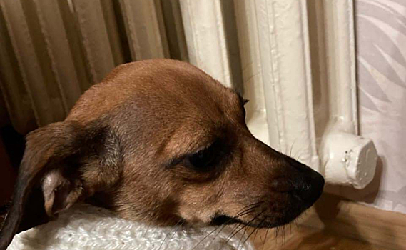 Куряне чаще всего жаловались в ЦУР на перебои с отоплением