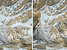 Искусство поиска: фотогалерея для тренировки мозга