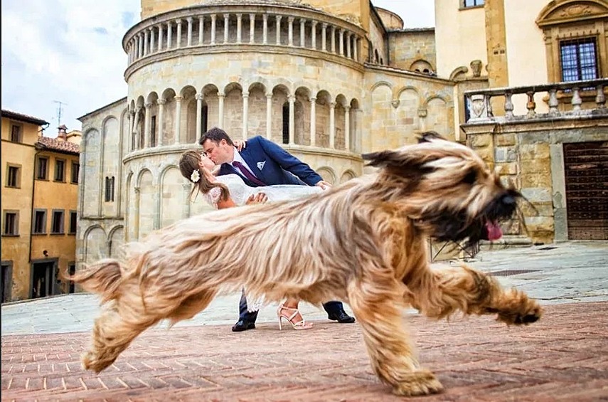 Даже свадебные фото не ускользнут от внимания собак. У них, видимо, особенное чутье на работу фотографов.