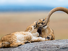 Победители фотоконкурса National Geographic 2018