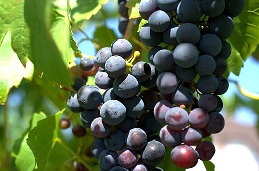 Госдума приняла во II чтении законопроект о развитии виноградарства и виноделия в России