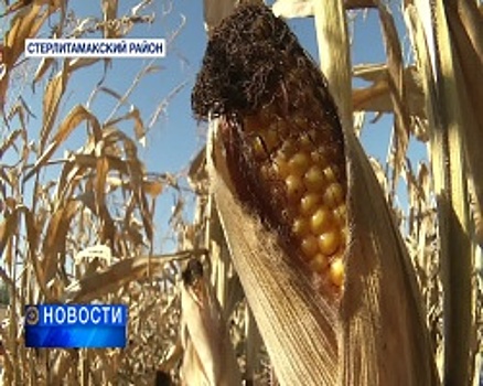 Рекордные 100 центнеров кукурузы с гектара собрали в Стерлитамакском районе