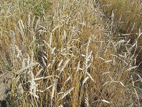 В Бутурлино местные жители похитили со склада 25 мешков с зерном