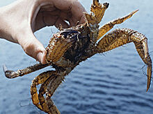 Минсельхоз внес в правительство законопроект о крабовых аукционах