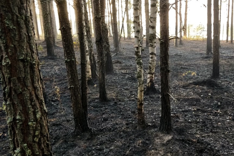 Больше 1 миллиона рублей за разгоревшийся лесной пожар заплатит житель Югры