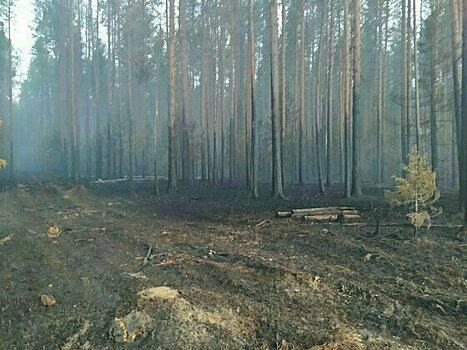 Житель Вятскополянского района, который спалил более 3,5 Га леса, заплатит штраф