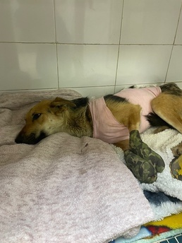 В Балтийске волонтёры спасли собаку без лап