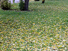 Жители пожаловались на состояние кемеровского парка