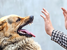 В Чите чиновницу будут судить за халатность после нападения бродячих собак