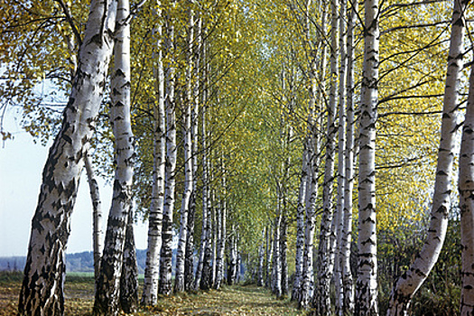 В Одесской области вандалы уничтожили высаженные в память о жертвах 2 мая березы