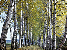 В Одесской области вандалы уничтожили высаженные в память о жертвах 2 мая березы