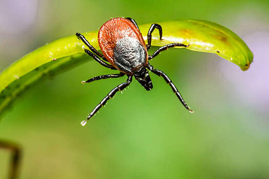 Врач перечислил участки тела, которые «любят» клещи