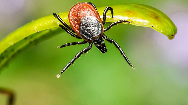 В Роспотребнадзоре ответили на слухи о случаях укусов клещей в Москве