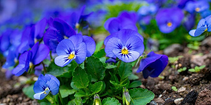 В съедобных цветах нашли целебные соединения