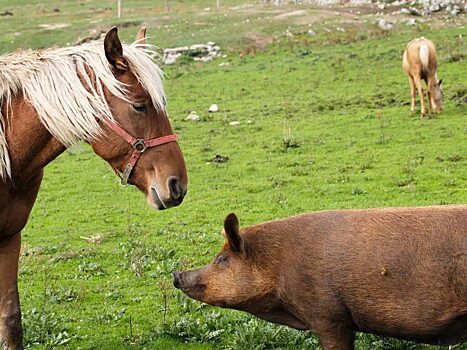 Лошади и свиньи распознают интонации голоса