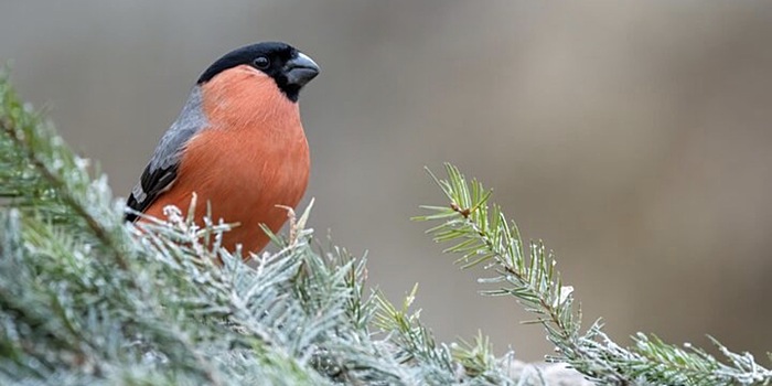 В Новосибирске заметили первых снегирей