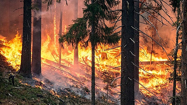 Спасатели потушили за сутки 72 лесных пожара в России