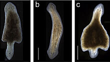 Биологи раскрыли секреты рождения "двуглавых" червей
