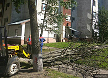 Сухостойные деревья ликвидируют вдоль проезжих частей в Пскове