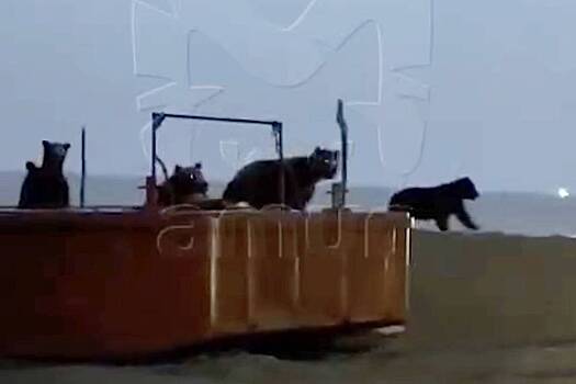 Россиянин столкнулся со сворой медведей и попросил их «больше трех не собираться»