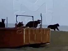 Россиянин столкнулся со сворой медведей и попросил их «больше трех не собираться»