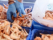 В Индонезии опровергли радиоактивное заражение поставляемых в США креветок