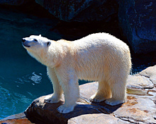 Завидный жених: в Нижнем Новгороде появился белый медведь Николай