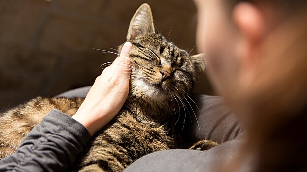 Домашние кошки повышают риск развития шизофрении у владельца в два раза