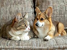 18 «квадратов» любимцу: Госдума готовится утвердить норматив для домашних питомцев