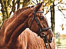 Жительница Ангарска отсудила почти полмиллиона за аварию с лошадью