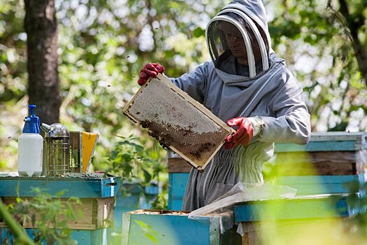 Алтайские пчеловоды предложили ужесточить стандарты качества