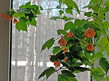 Уралсиб запустил онлайн-трансляцию о жизни сапсанов на крыше банка