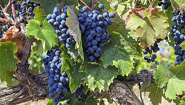 Кубань увеличит экспорт вина в Европу