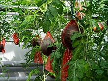 В музее-заповеднике "Царское Село" вырастили арбузы