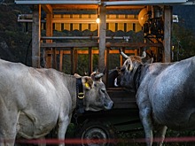 Гибридный кормораздатчик с электромотором сэкономит 10 тысяч евро