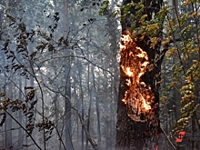 Уральцы заплатят 1,3 миллиона рублей за пожары в лесах