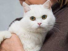Ветеринар назвал симптомы трихобезоара у кошек