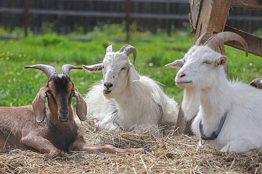 В Россию запретили ввозить болгарских и румынских коз