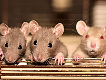 Нью-Пасюки: удивительные крысы на страже человечества